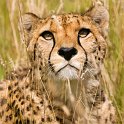 slides/IMG_4040.jpg wildlife, feline, big cat, cat, predator, fur, spot, cheetah WBCW24 - Cheetah